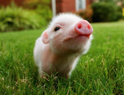 tea cup pigs are fake